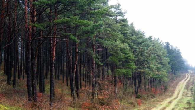 Ayudas para paliar los daños de los incendios forestales