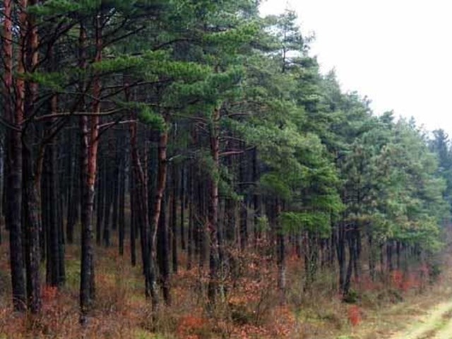 Ayudas para paliar los daños de los incendios forestales